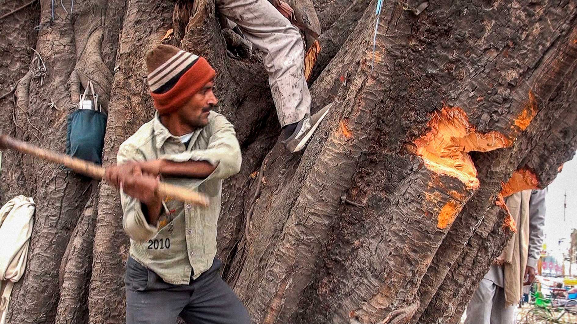 The Peepul Tree (Team Work Award) The%20Peepul%20Tree%20Still%201_1